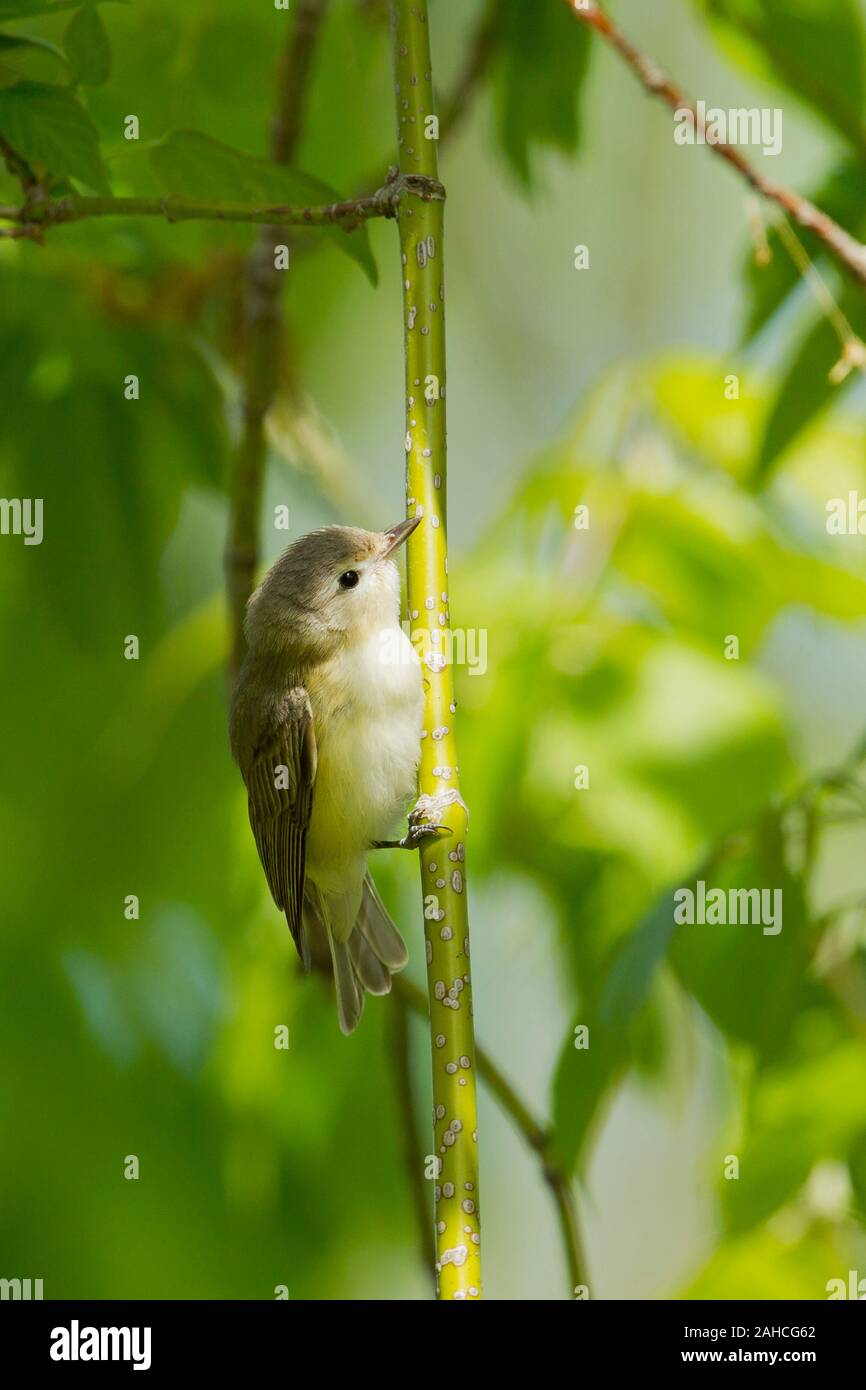 Le Viréo mélodieux (Vireo gilvus) Banque D'Images