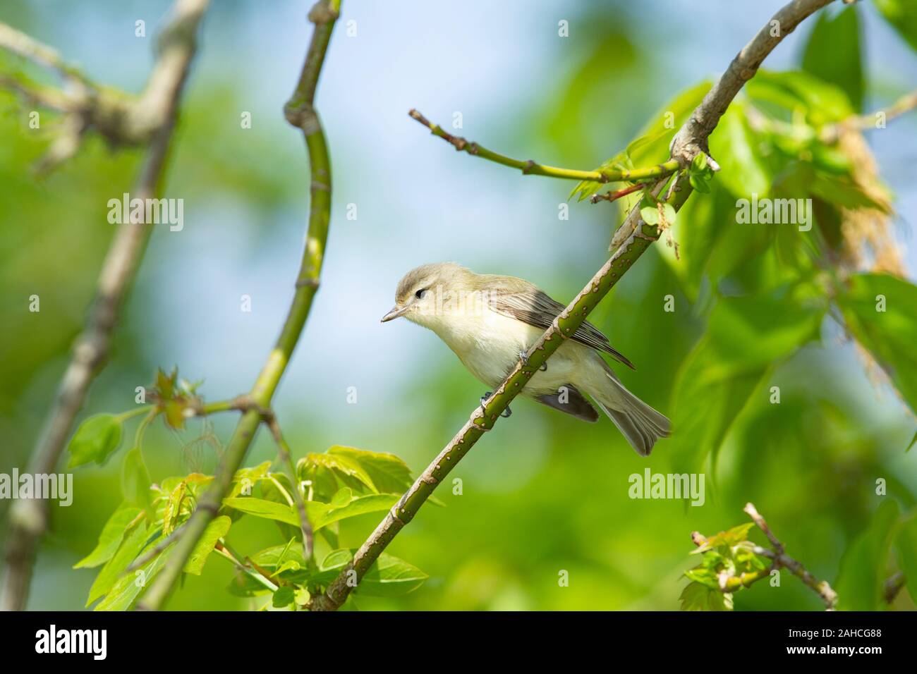 Le Viréo mélodieux (Vireo gilvus) Banque D'Images