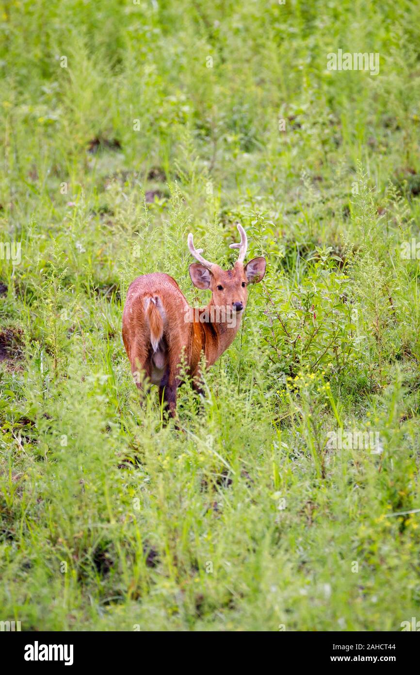 Le parc national de Kaziranga, Assam, nord-est de l'Inde Banque D'Images