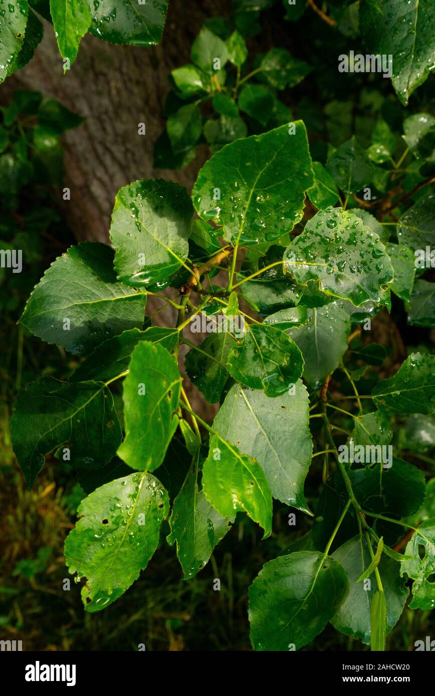 Close up de feuilles avec des gouttelettes de pluie en Ecosse Sutherland UK Banque D'Images