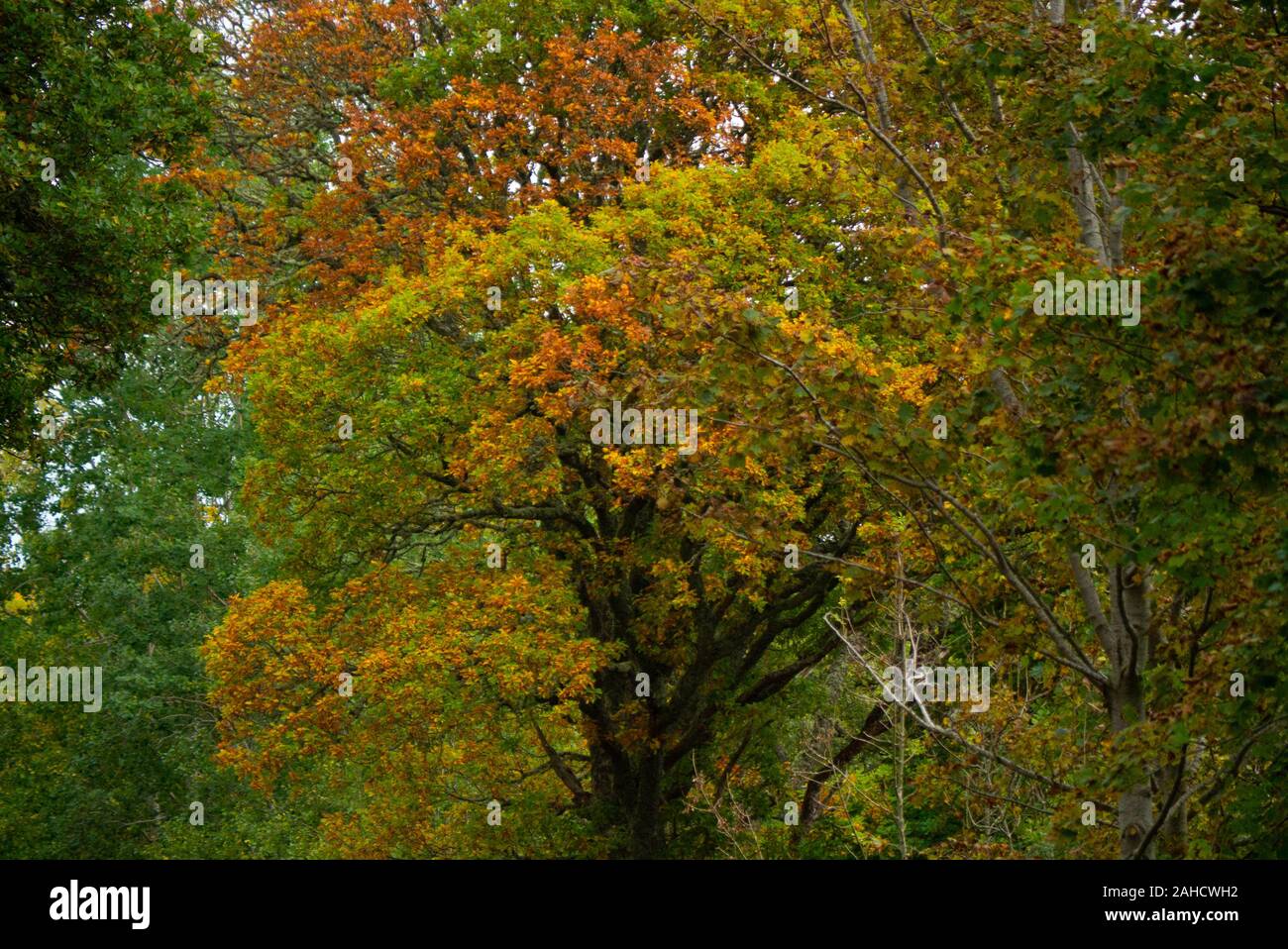 Arbre avec les feuilles d'automne à Sutherland Scotland UK Banque D'Images