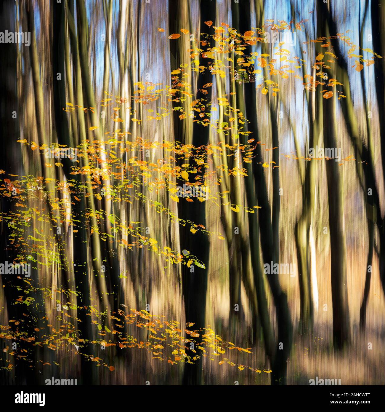 Les arbres et les feuilles floue de mouvement intentionnellement mis sur le dessus. Pris dans les bois à Harlaw Balerno, réservoir, en Écosse. Banque D'Images