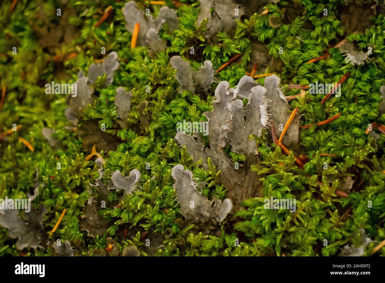 Champignons dans la forêt dans les Highlands écossais de Sutherland Scotland UK Banque D'Images