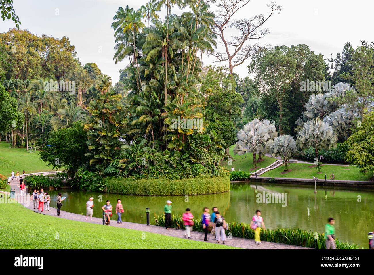Palmiers, la végétation tropicale, lac artificiel, parc, jardins botaniques de Singapour, Singapour Banque D'Images