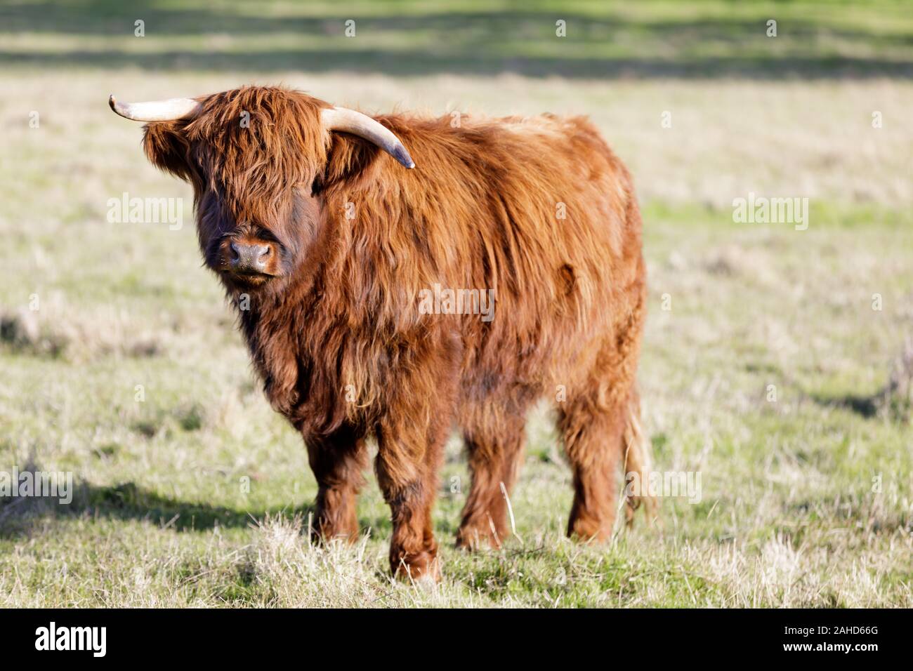 Le pâturage des vaches Shetland Banque D'Images