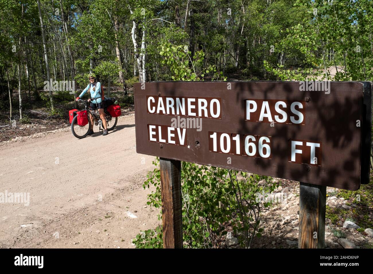 CO00106-00...COLORADO - Carnero passer le long de la Great Divide VTT vélo sur route forestière 41G à Rio Grand National Forest, Saguache Comté. Banque D'Images