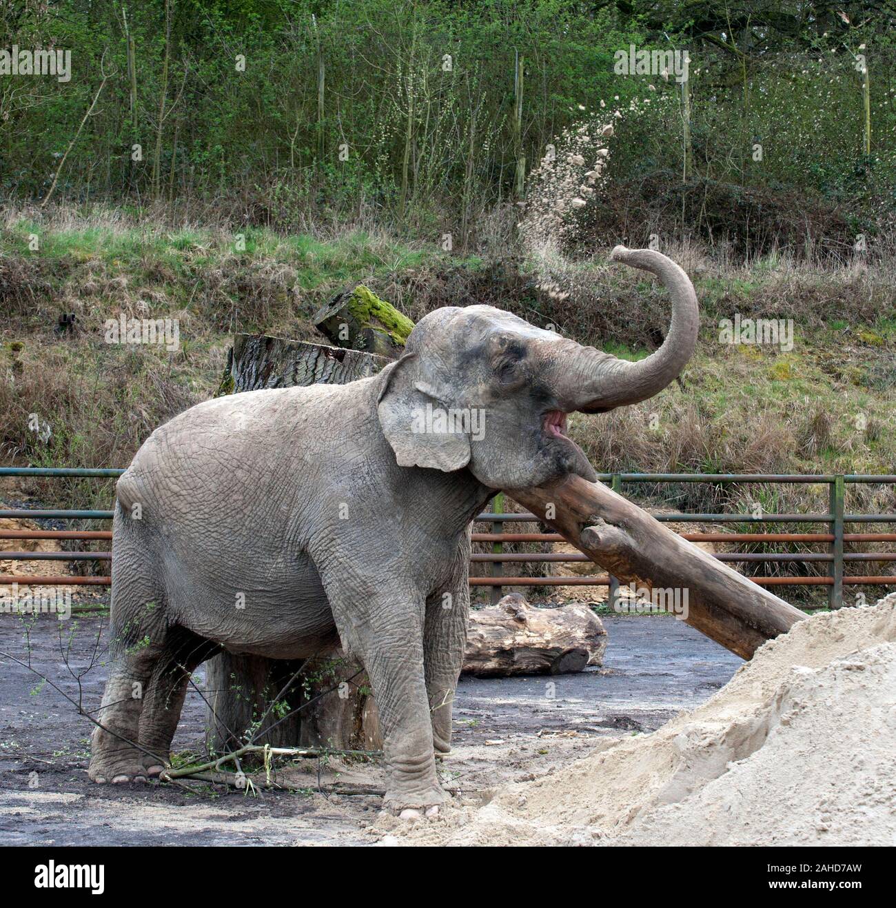 Anne l'ancien éléphant de cirque heureuse de vous rafraîchir avec un tas de sable à sa nouvelle maison dans Parc Longleat, Wiltshire. Elle a été sauvée par les militants des droits des animaux à la suite de séquences vidéo troublante de la brutalité infligée sur elle pendant sa vie avec le cirque. Banque D'Images