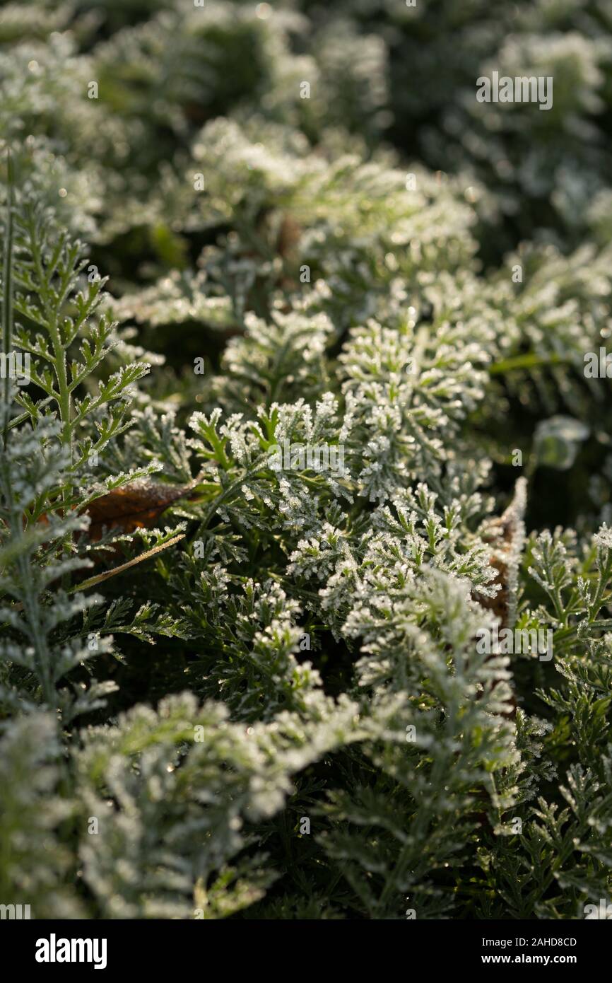 Feuilles vert fougère recouverte de givre en hiver. Hiver Frosen fougères. Frozing feuilles en hiver. Banque D'Images
