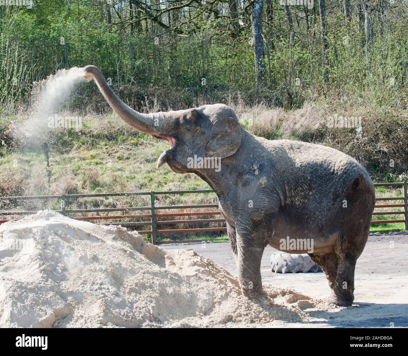 Anne l'ancien éléphant de cirque heureuse de vous rafraîchir avec un tas de sable à sa nouvelle maison dans Parc Longleat, Wiltshire. Elle a été sauvée par les militants des droits des animaux à la suite de séquences vidéo troublante de la brutalité infligée sur elle pendant sa vie avec le cirque. Banque D'Images
