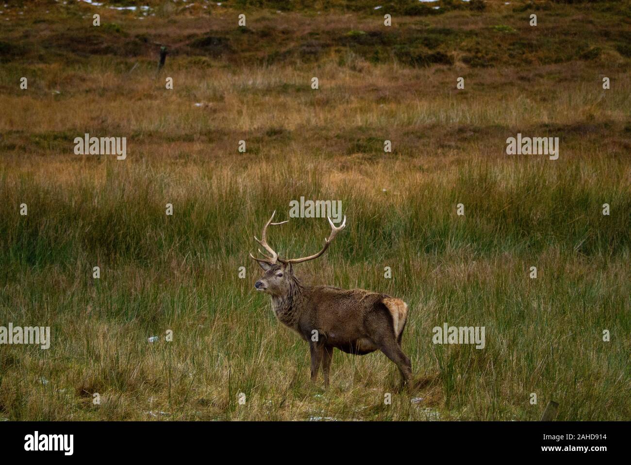 Red Deer stag ( Cervus elaphus ) dans les Highlands d'Ecosse Sutherland UK Banque D'Images