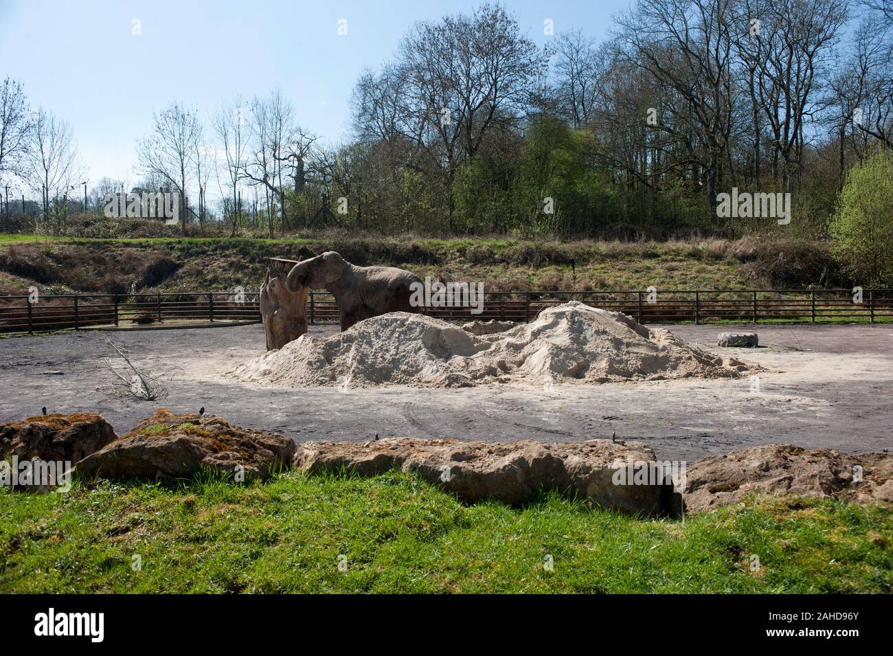 Anne l'ancien éléphant de cirque heureuse de vous rafraîchir avec un tas de sable à sa nouvelle maison dans Parc Longleat, Wiltshire. Elle a été sauvée par les militants des droits des animaux à la suite de séquences vidéo troublante de la brutalité infligée sur elle pendant sa vie avec le cirque. Banque D'Images