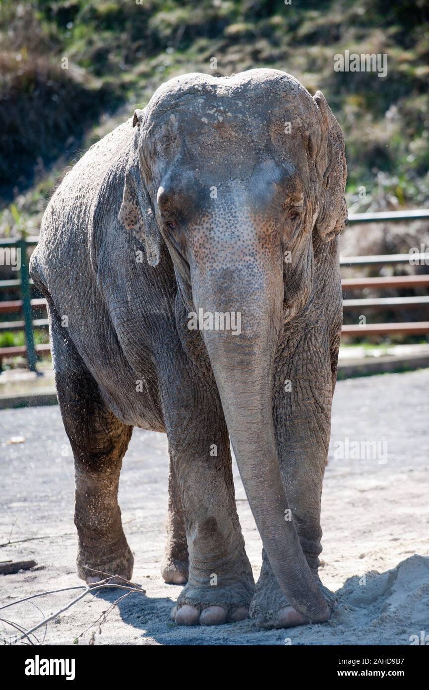 Anne l'ancien éléphant de cirque heureuse de vous rafraîchir avec un tas de sable à sa nouvelle maison dans Parc Longleat, Wiltshire. Elle a été sauvée par les militants des droits des animaux à la suite de séquences vidéo troublante de la brutalité infligée sur elle pendant sa vie avec le cirque. Banque D'Images