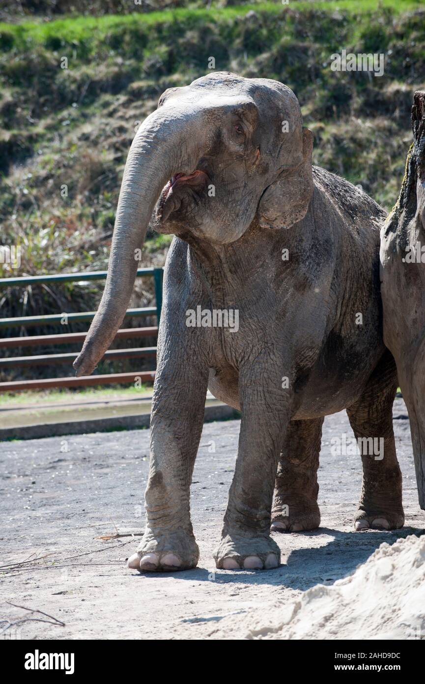 Anne l'ancien éléphant de cirque heureuse de vous rafraîchir avec un tas de sable à sa nouvelle maison dans Parc Longleat, Wiltshire. Elle a été sauvée par les militants des droits des animaux à la suite de séquences vidéo troublante de la brutalité infligée sur elle pendant sa vie avec le cirque. Banque D'Images