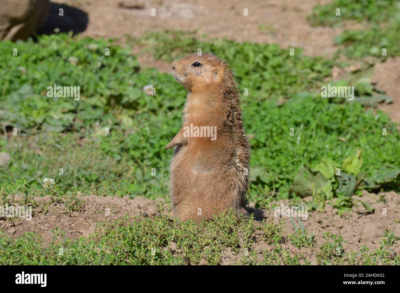 Chien de prairie dans la nature Banque D'Images