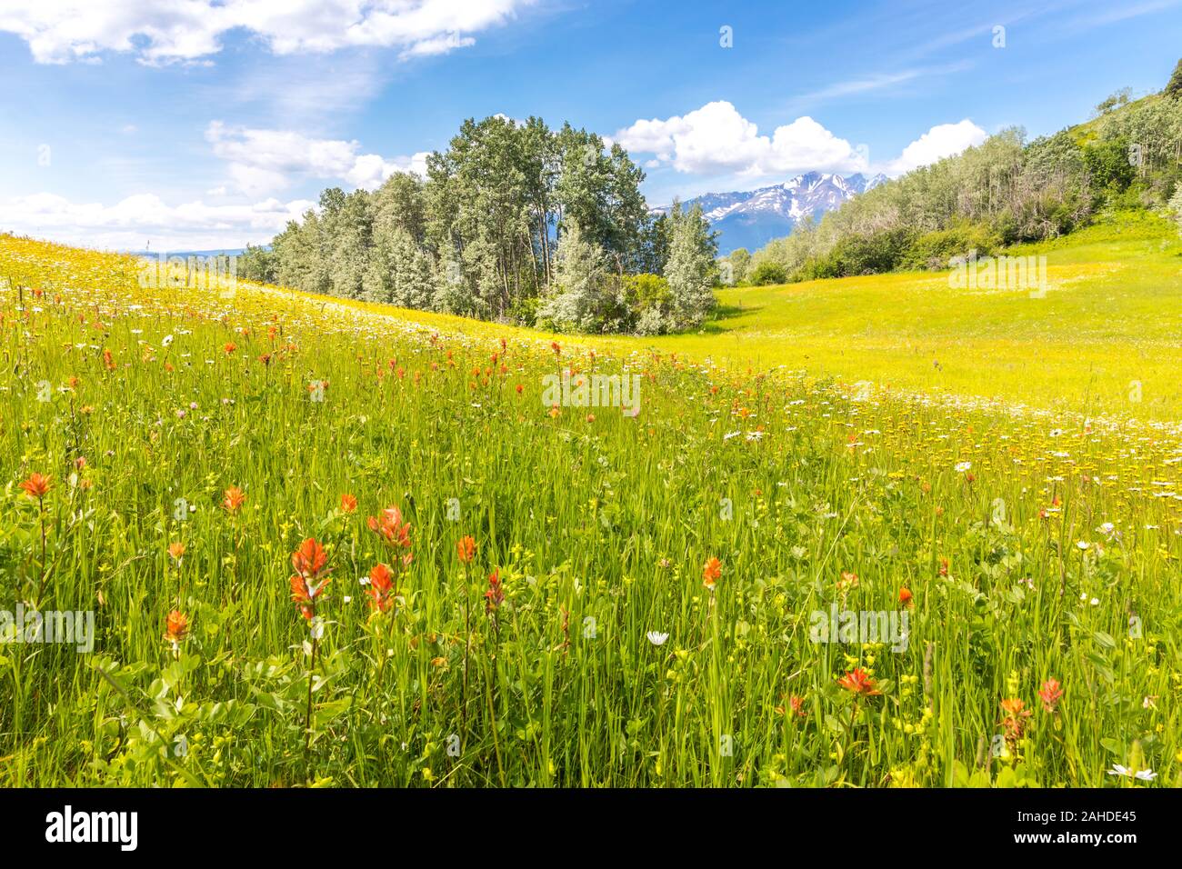 De luxuriantes prairies avec indian paintbrush fleurs, arbres et montagnes couvertes de neige dans le dos. Banque D'Images