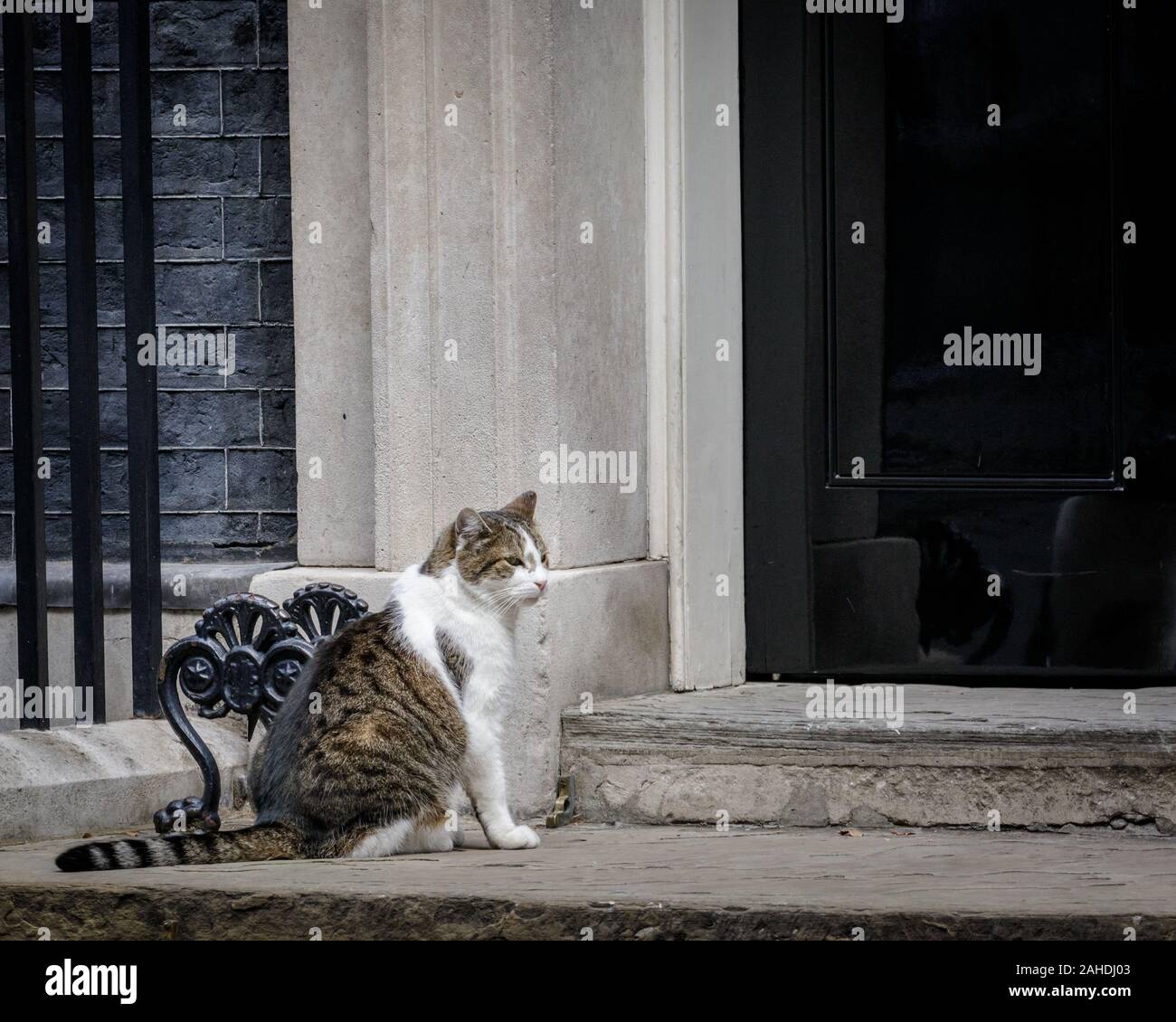 Larry le chat de Downing Street, chef Mouser, est assis devant la porte à n° 10, London, UK Banque D'Images