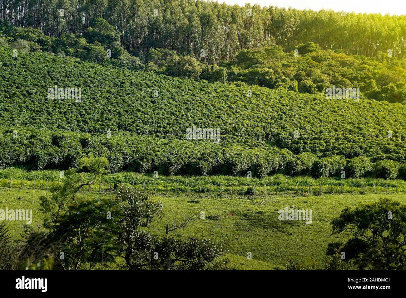 Ferme avec vue sur la plantation de café - Café à la ferme Brésil - Cafe do Brasil Banque D'Images
