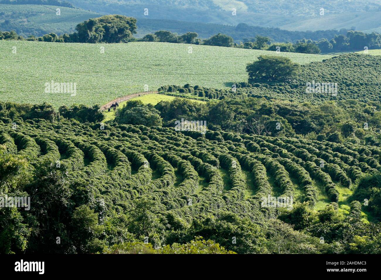 Ferme avec vue sur la plantation de café - Café à la ferme Brésil - Cafe do Brasil Banque D'Images