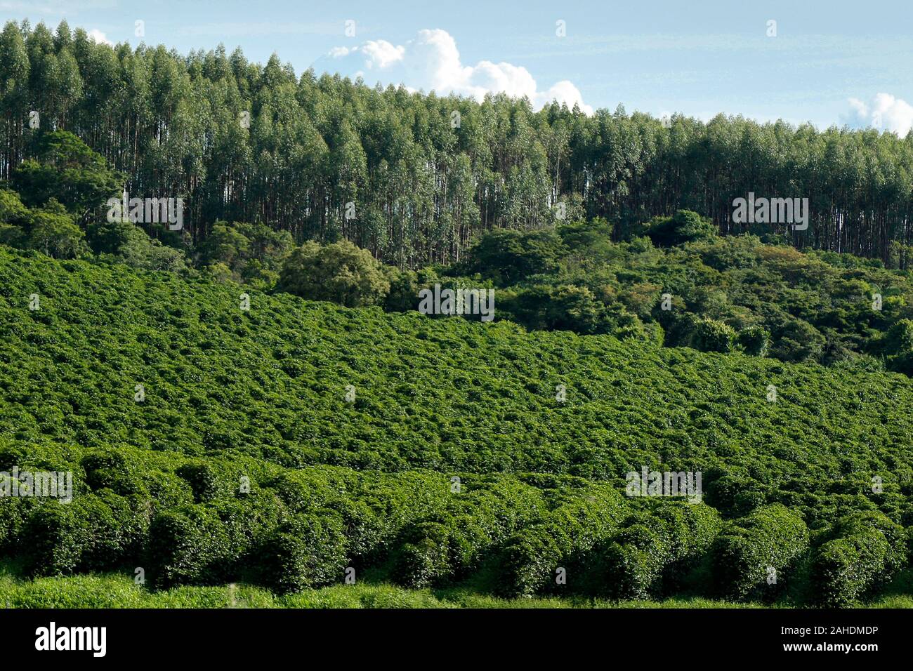 Ferme avec vue sur la plantation de café - Café à la ferme Brésil - Cafe do Brasil Banque D'Images