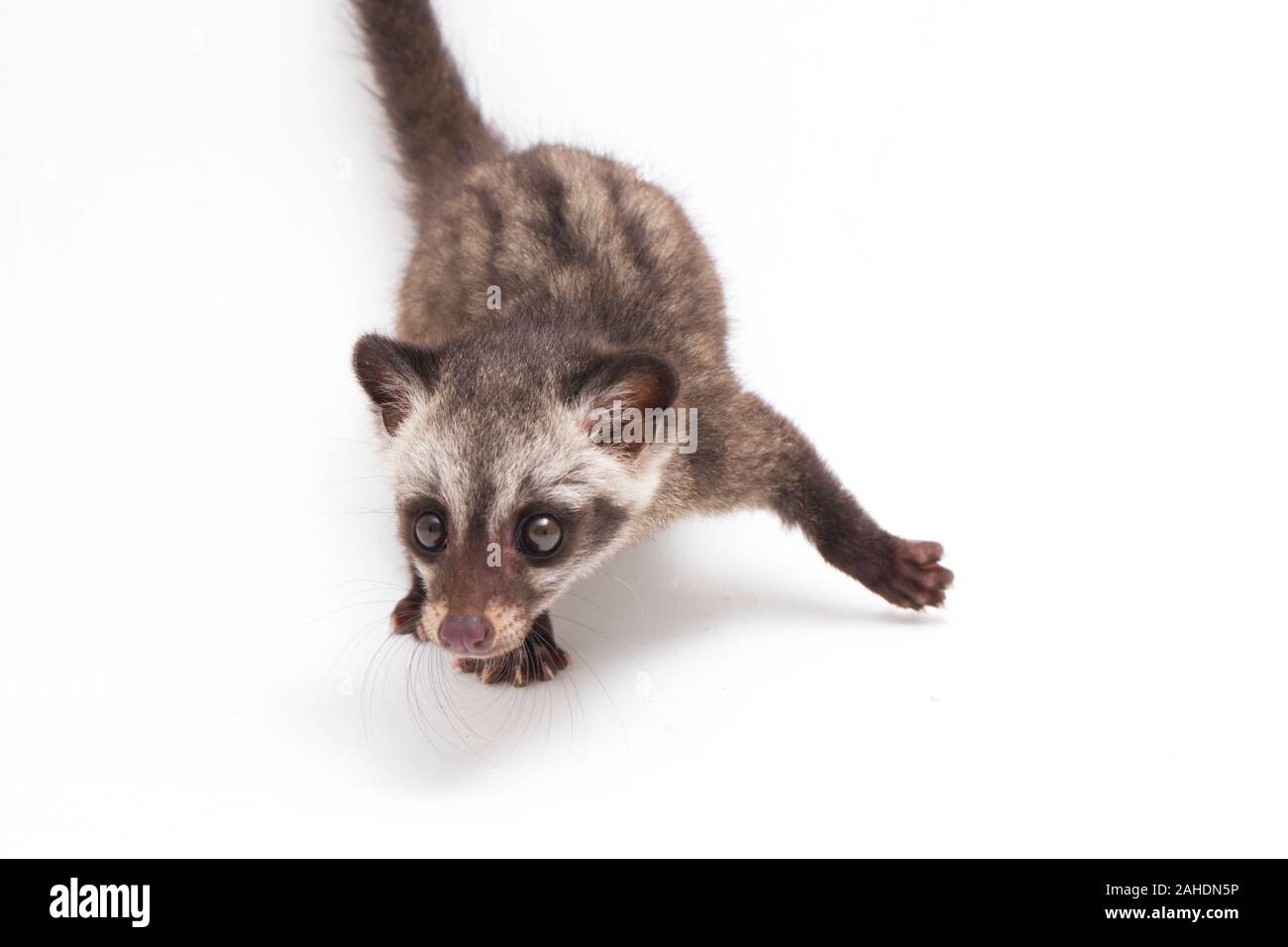 Le bébé palm civet asiatique ou luwak (Paradoxurus hermaphroditus) est un viverrid originaire d'Asie du Sud et du sud-est. isolé sur fond blanc Banque D'Images
