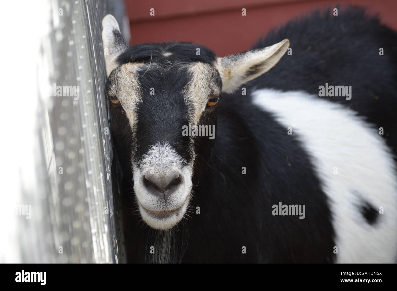 Les chèvres à la ferme Banque D'Images