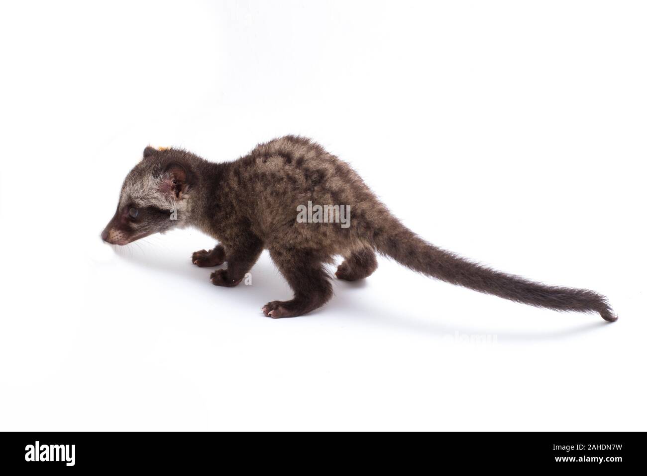Le bébé palm civet asiatique ou luwak (Paradoxurus hermaphroditus) est un viverrid originaire d'Asie du Sud et du sud-est. isolé sur fond blanc Banque D'Images