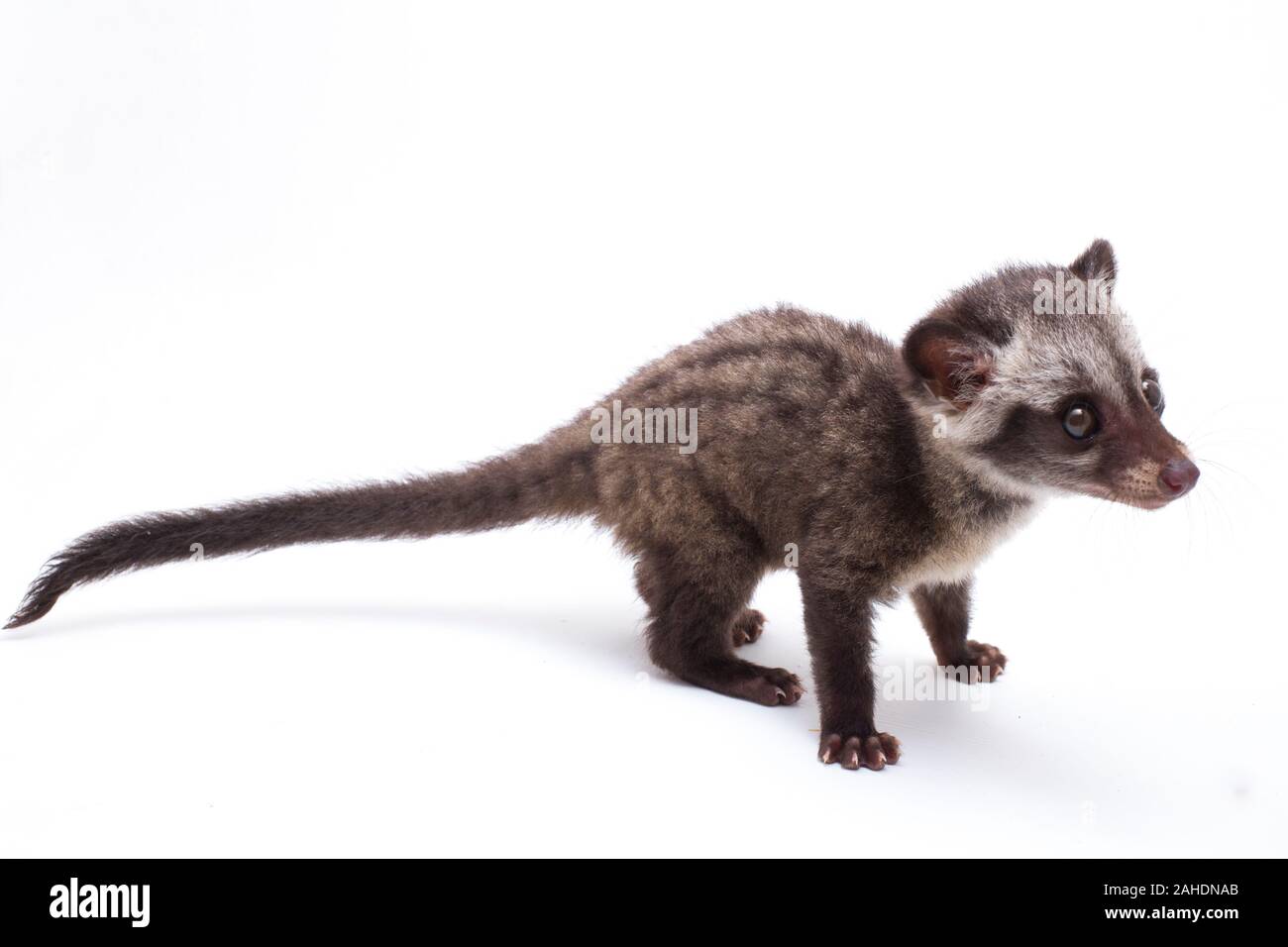 Le bébé palm civet asiatique ou luwak (Paradoxurus hermaphroditus) est un viverrid originaire d'Asie du Sud et du sud-est. isolé sur fond blanc Banque D'Images