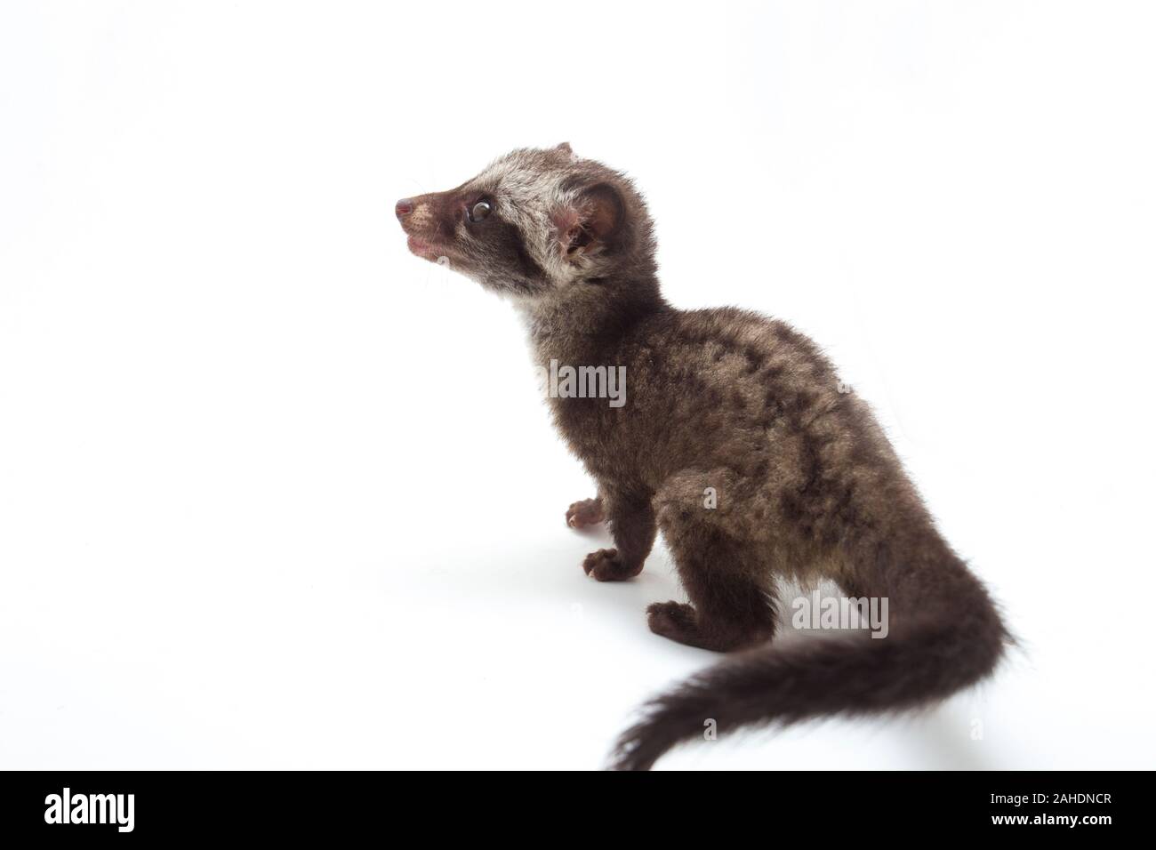 Le bébé palm civet asiatique ou luwak (Paradoxurus hermaphroditus) est un viverrid originaire d'Asie du Sud et du sud-est. isolé sur fond blanc Banque D'Images