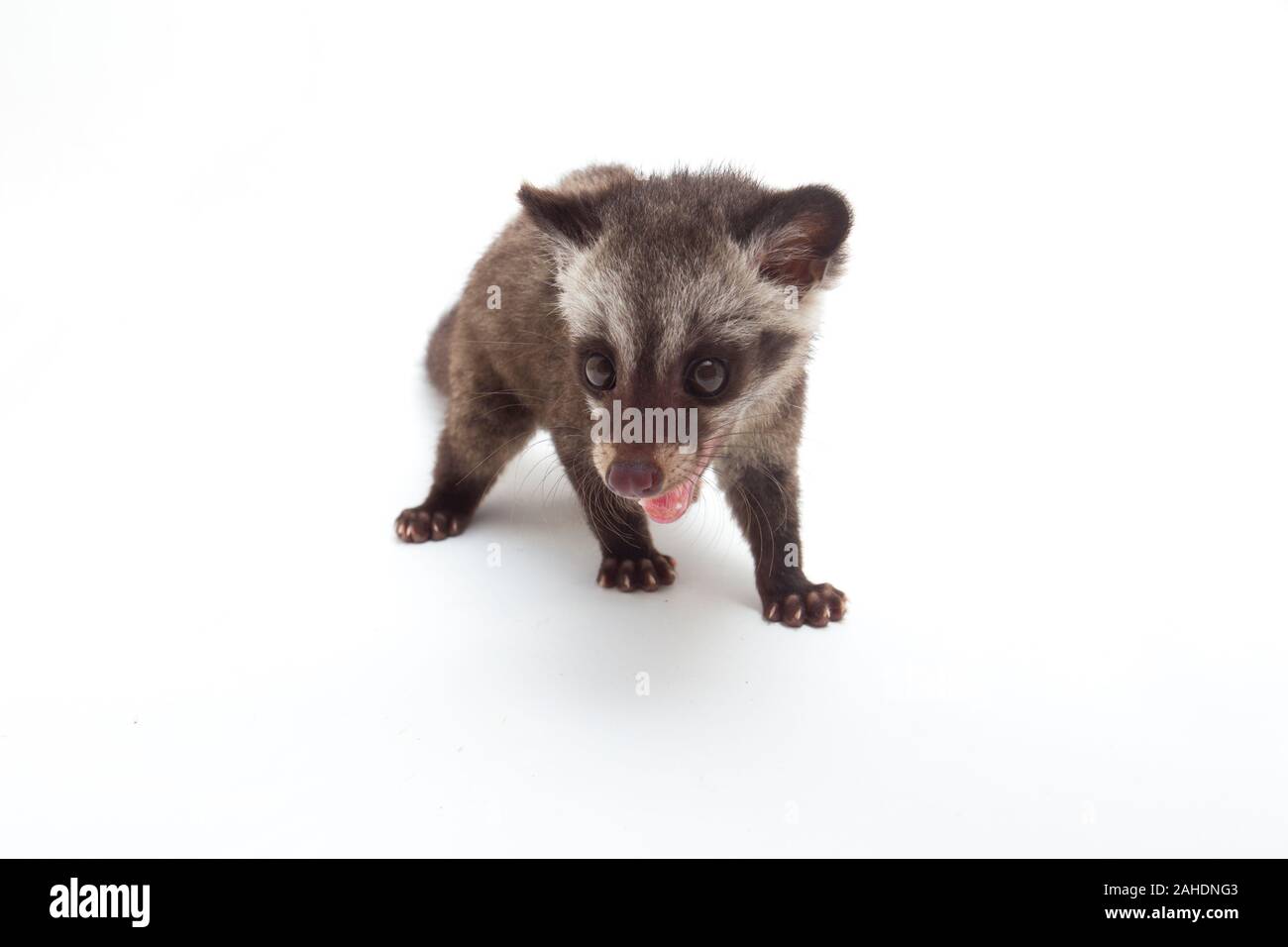 Le bébé palm civet asiatique ou luwak (Paradoxurus hermaphroditus) est un viverrid originaire d'Asie du Sud et du sud-est. isolé sur fond blanc Banque D'Images