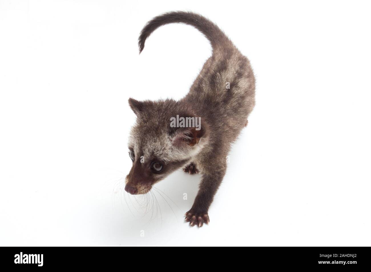 Le bébé palm civet asiatique ou luwak (Paradoxurus hermaphroditus) est un viverrid originaire d'Asie du Sud et du sud-est. isolé sur fond blanc Banque D'Images