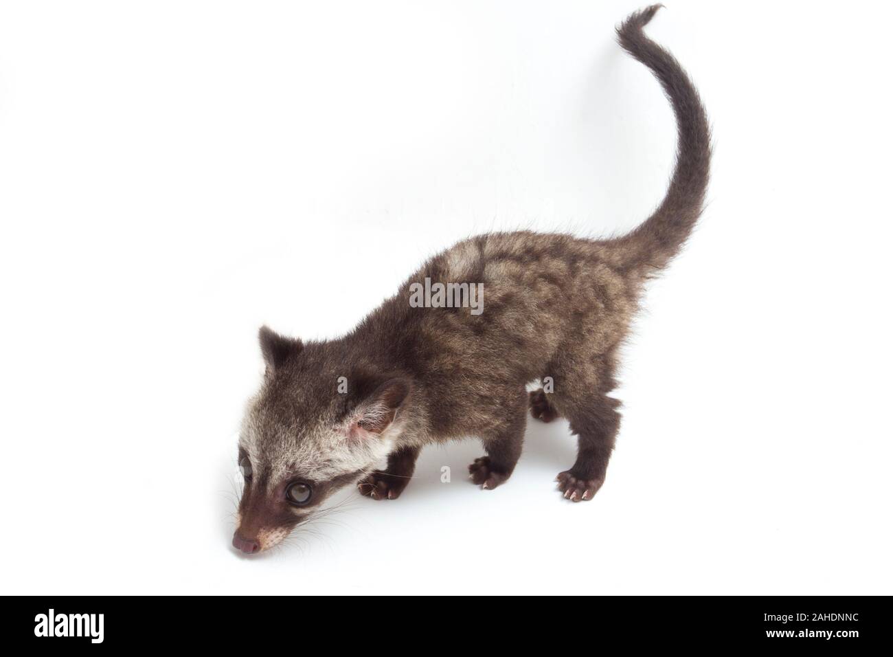 Le bébé palm civet asiatique ou luwak (Paradoxurus hermaphroditus) est un viverrid originaire d'Asie du Sud et du sud-est. isolé sur fond blanc Banque D'Images