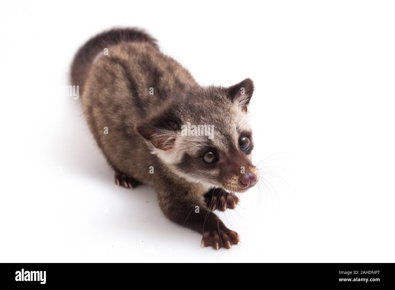 Le bébé palm civet asiatique ou luwak (Paradoxurus hermaphroditus) est un viverrid originaire d'Asie du Sud et du sud-est. isolé sur fond blanc Banque D'Images