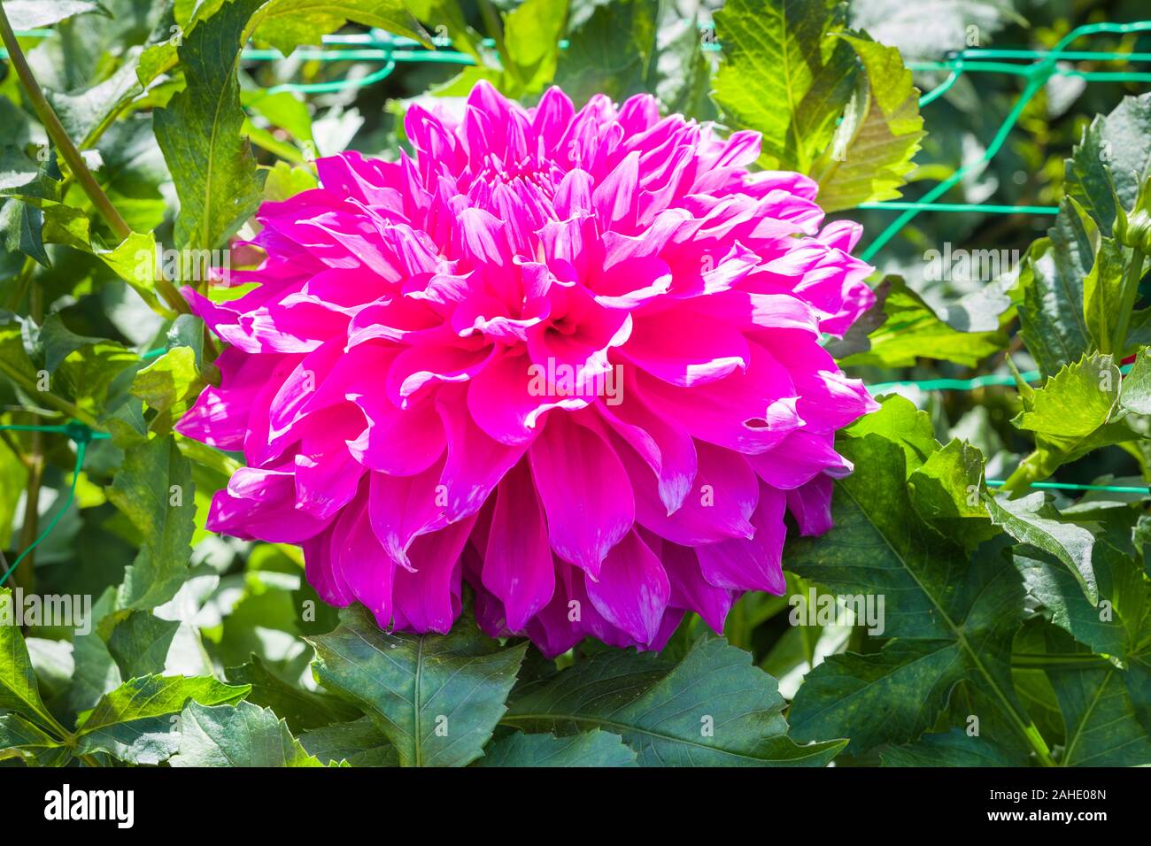 Dahlia Elma Elizabeth la floraison en septembre au Royaume-Uni montrant green mesh pour soutenir les jours de vent Banque D'Images