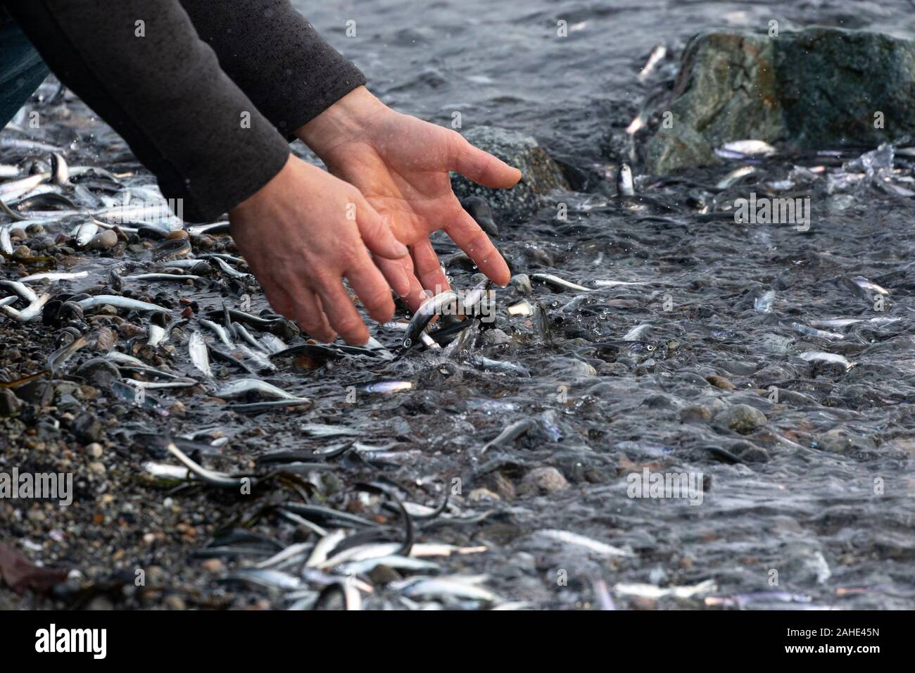 Des milliers de petits poissons, d'anchois, échoués sur le rivage à White Rock Beach, au sud de Vancouver, BC Canada le 25 décembre 2019. Des foules de dessin d'oiseau Banque D'Images