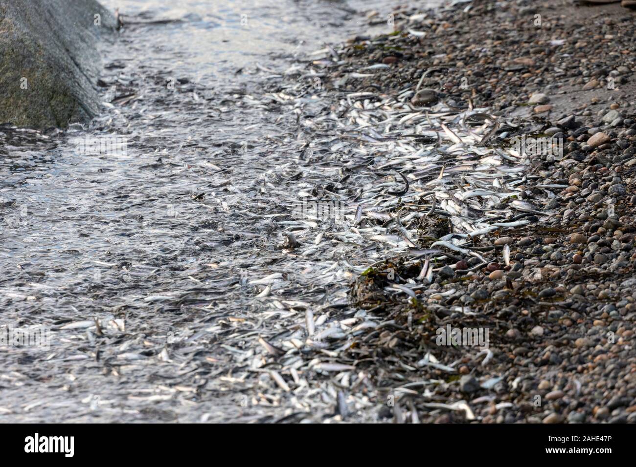 Des milliers de petits poissons, d'anchois, échoués sur le rivage à White Rock Beach, au sud de Vancouver, BC Canada le 25 décembre 2019. Des foules de dessin d'oiseau Banque D'Images