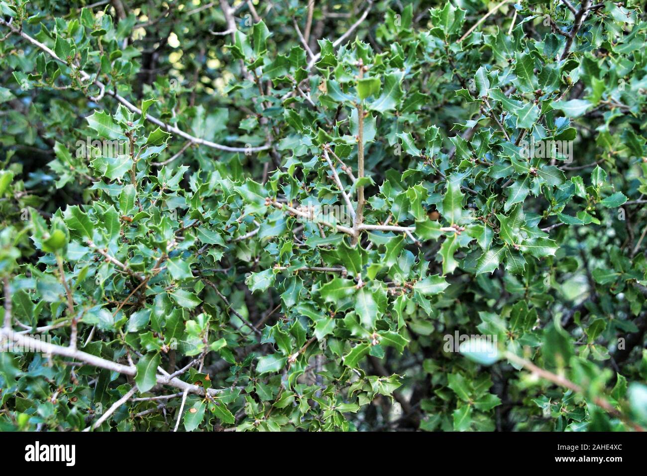 Belle plante indigène Quercus Coccifera et fruits dans la montagne Banque D'Images