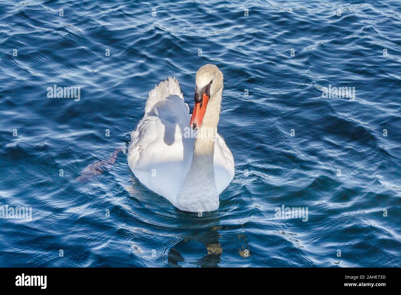 Un cygne blanc brillant avec une facture orange lumineux bleu, flotte dans l'eau ridée, avec la lumière du soleil jette une ombre de son cou et de la tête sur son dos. Banque D'Images