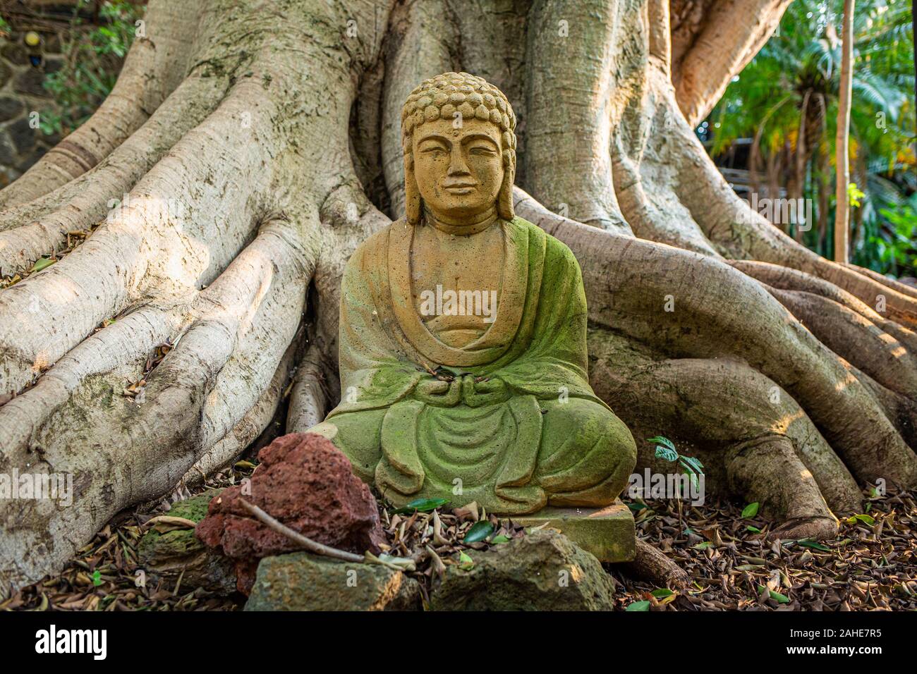 Ancienne statue de Bouddha la méditation symbole religieux à racines Banque D'Images