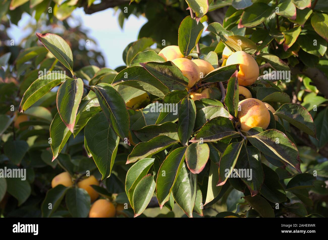 Détail de certaines branches de l'arbre de kaki au début de l'automne lorsque le fruit est déjà orange Banque D'Images