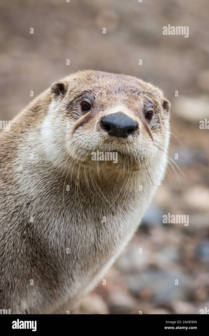 La loutre d'Amérique du Nord, Lontra canadensis, adorable, aimable, sympathique et intelligent, à l'appareil photo à droite Banque D'Images