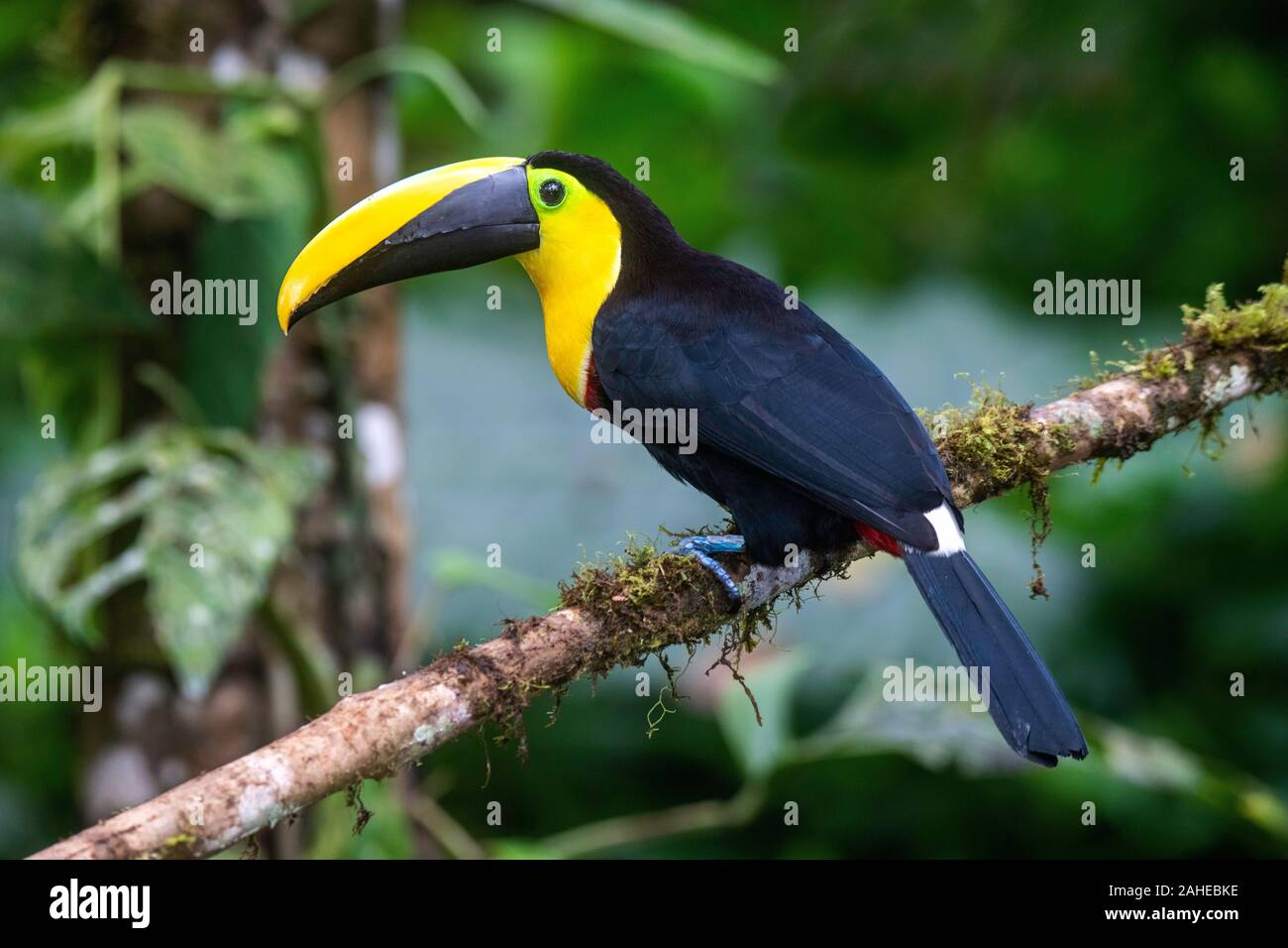 Choco Toucan Ramphastos brevis Milpe Réserver, Equateur 7 décembre 2019 Laridés Adultes Banque D'Images