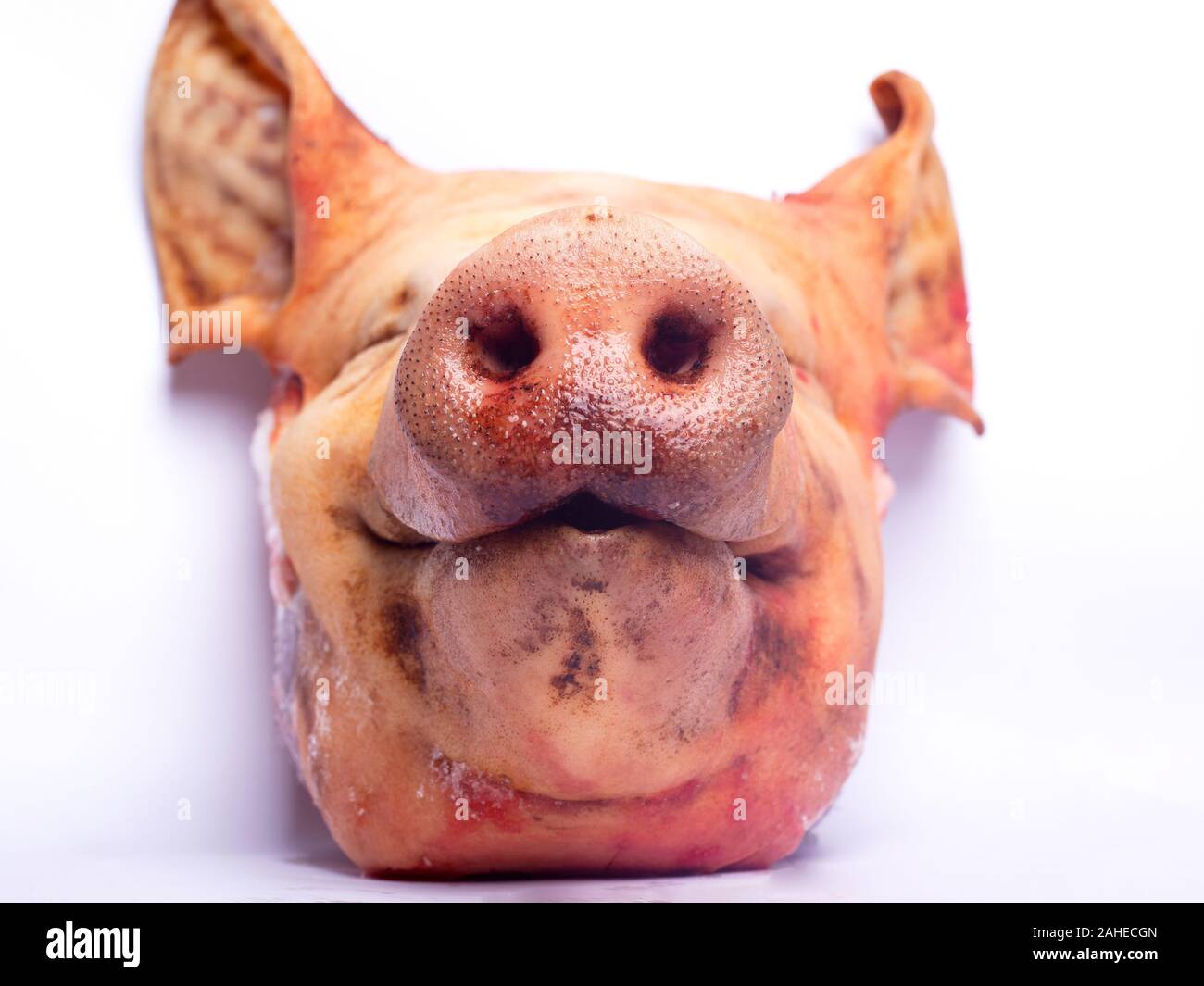 Tête de porc haché Vue de dessous.. sur fond blanc. la viande de porc isolé concept close-up Banque D'Images