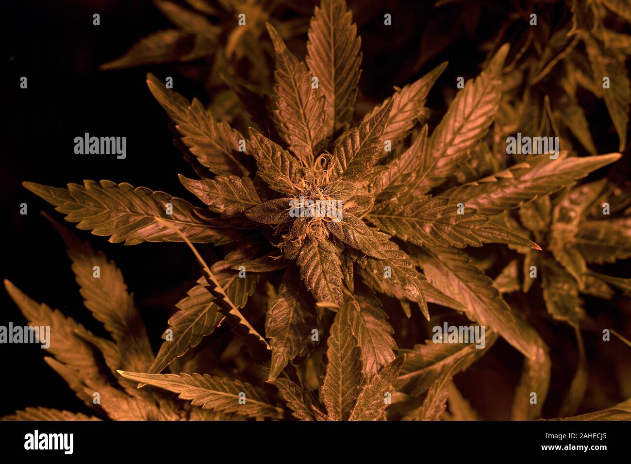 Cultiver le cannabis médical bourgeons. conditions artificielles pour la croissance de la marijuana. Banque D'Images