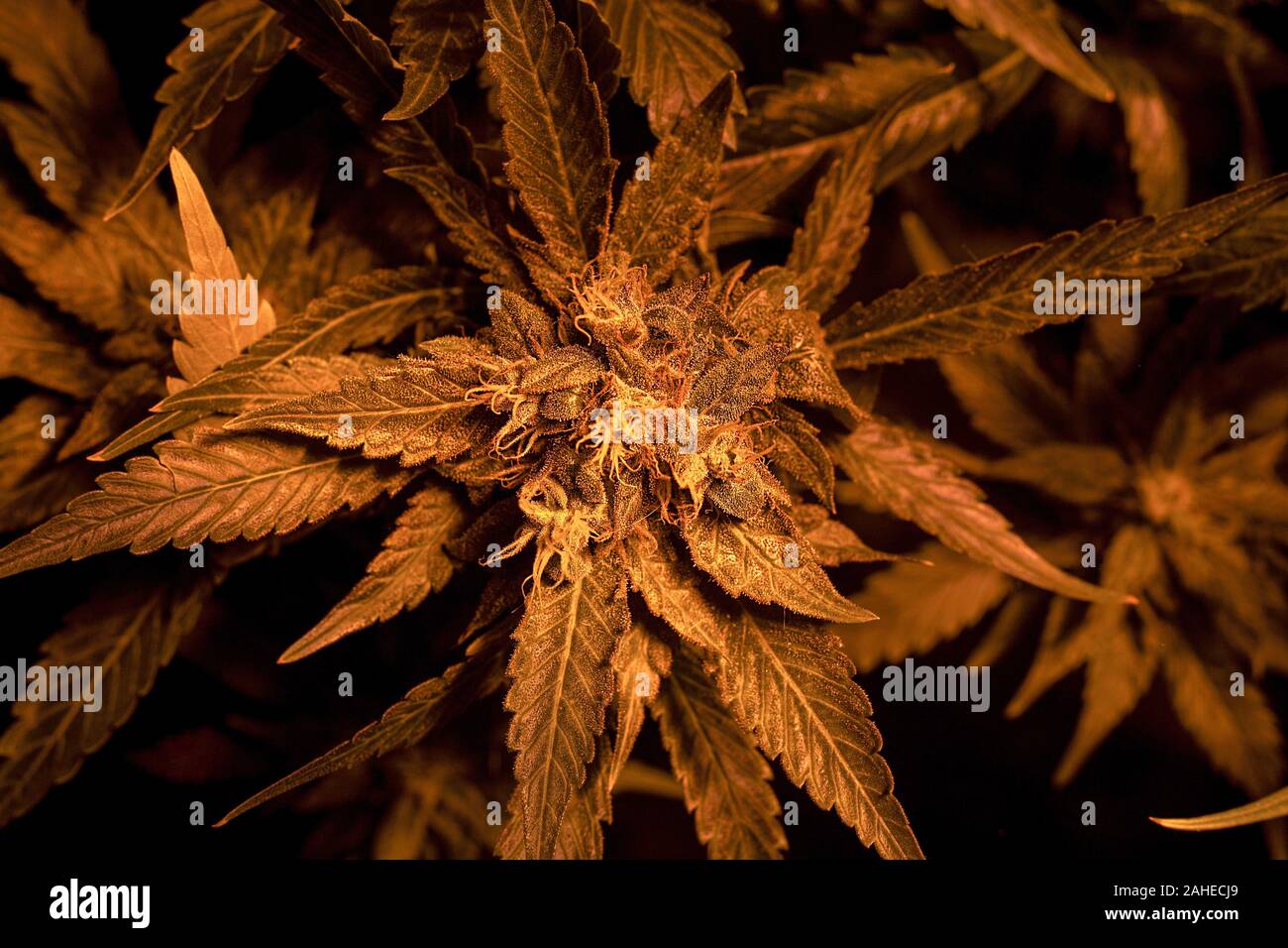 Cultiver le cannabis médical bourgeons. conditions artificielles pour la croissance de la marijuana. Banque D'Images