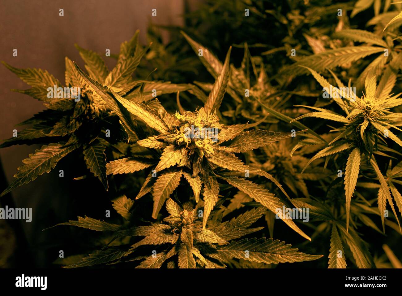 Cultiver le cannabis médical bourgeons. conditions artificielles pour la croissance de la marijuana. Banque D'Images
