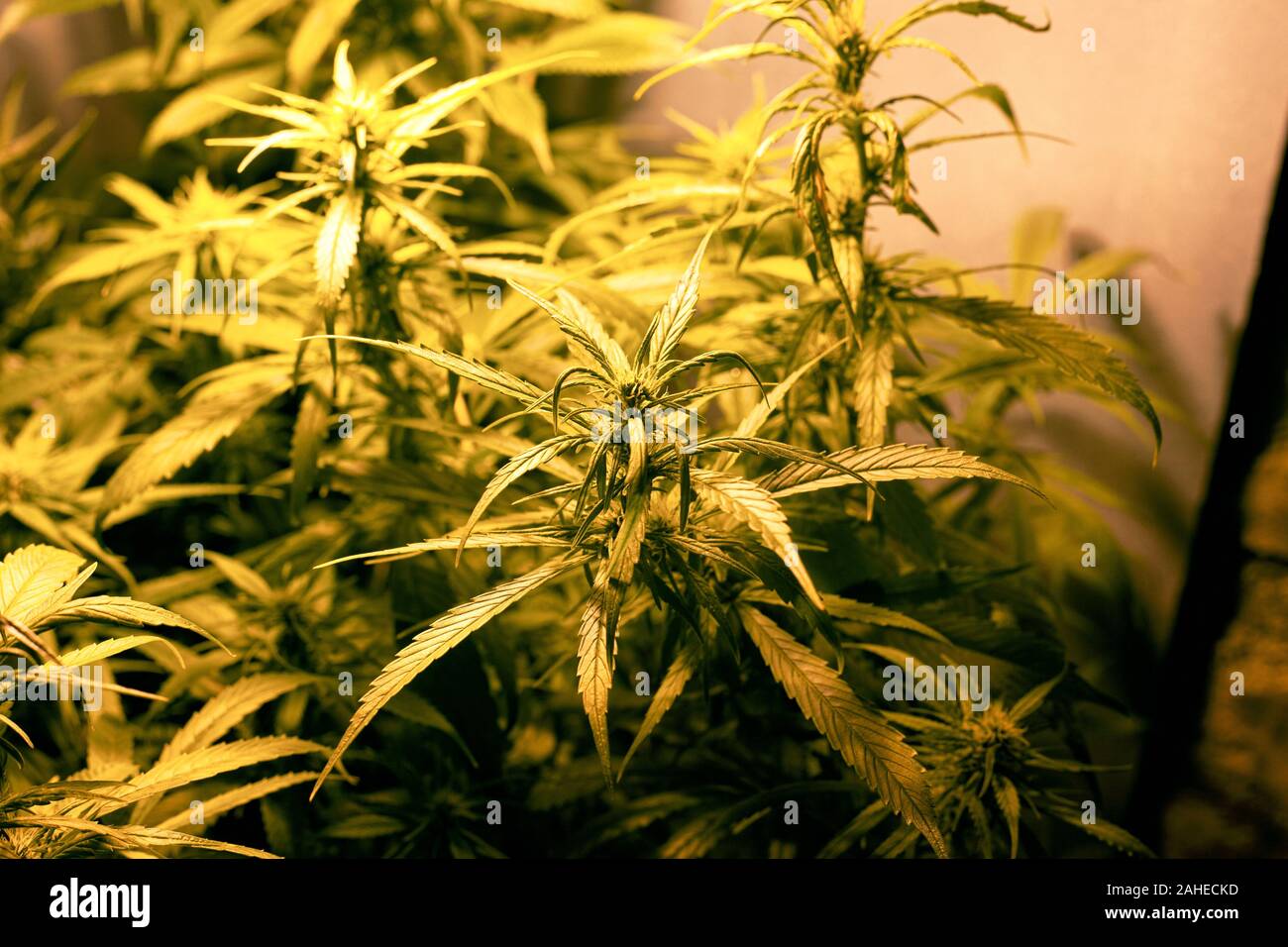 Feuillage de cultiver du cannabis arbustes. La culture de la marijuana à l'intérieur. Banque D'Images