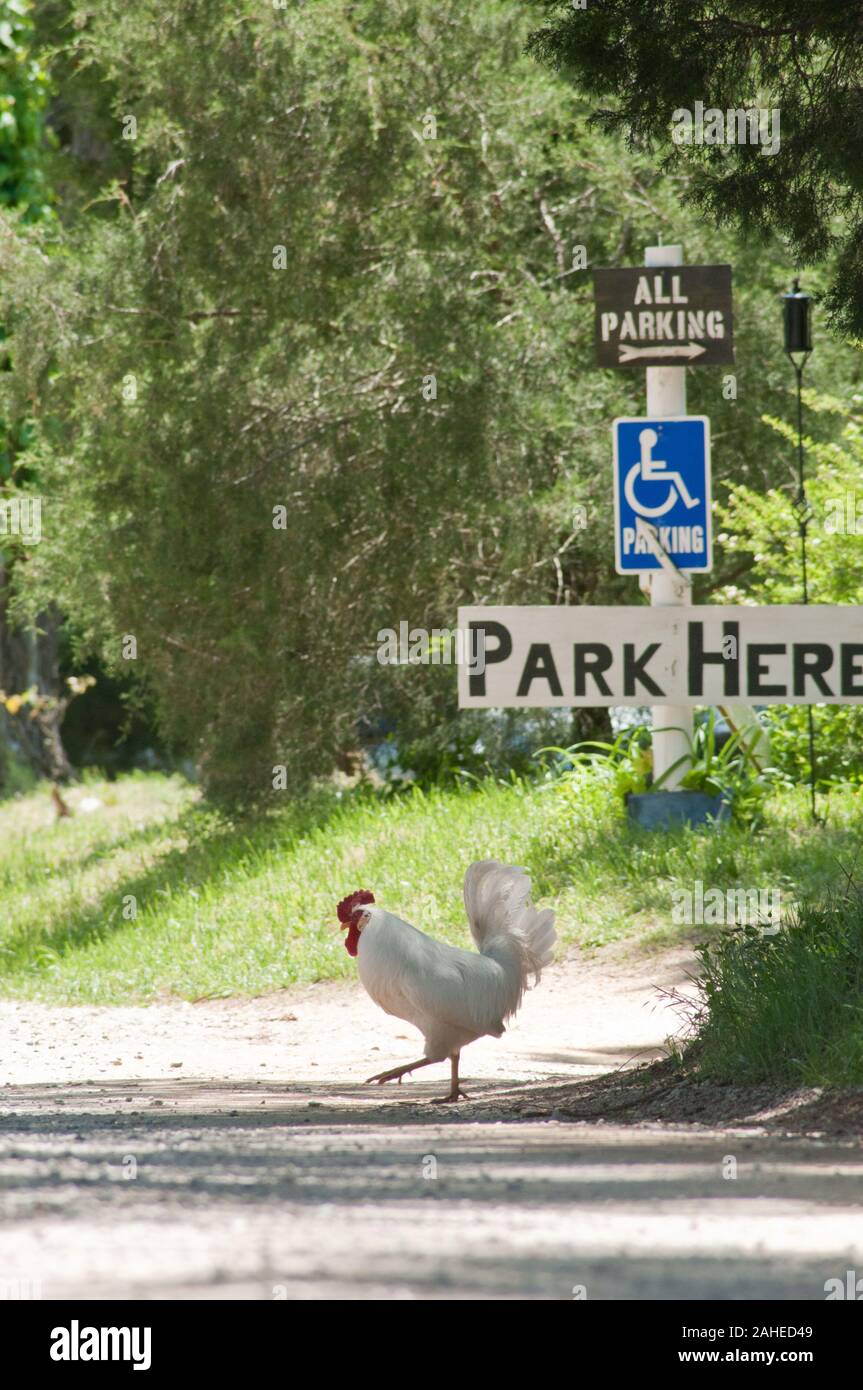 Pourquoi ce coq a traversé la route est toujours sans réponse, parce qu'ils peuvent librement de foule les pelouses et pâturages au Tuckahoe Plantation, dans Goochland Comté, zone va le 5 mai 2011. Où les poules se nourrissent de l'herbe qu'ils laissent également riches en éléments nutritifs du fumier pour revitaliser le sol, l'amélioration de la repousse. La plantation a été la maison d'enfance du président Thomas Jefferson de 1745 jusqu'en 1752. Aujourd'hui, la plantation est une ferme avec du bétail, des moutons, des poulets et des lapins qui fournit la viande pour ligne de chute de fermes d'un moyeu de l'alimentation locale. Ligne de chute de fermes offre une grande variété d'aliments de base et de spécialité Banque D'Images