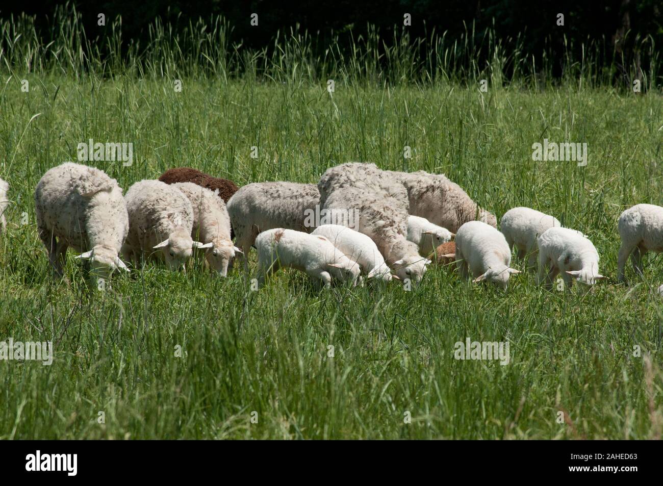 Moutons hybrides peuvent survivre uniquement sur l'herbe à l'Tuckahoe Plantation, dans la région de Richmond, en Virginie le 5 mai 2011. Une clôture électrifiée garder dans le bon troupeau des pâturages où ils se nourrissent de l'herbe et laisser l'engrais riche en éléments nutritifs pour revitaliser le sol, l'amélioration de la repousse. La plantation a été la maison d'enfance du président Thomas Jefferson de 1745 jusqu'en 1752, aujourd'hui, c'est une ferme avec du bétail, des moutons, des poulets et des lapins qui fournit la viande pour ligne de chute de fermes d'un moyeu de l'alimentation locale. Ligne de chute de fermes offre une grande variété d'aliments de base et des articles spécialisés sur un inventaire des fruits Banque D'Images