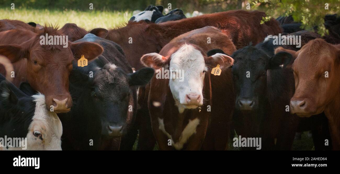 Le bétail paître sur herbe à l'Tuckahoe Plantation, dans Goochland Comté, zone va le 5 mai 2011. Une clôture électrifiée garder dans le bon troupeau des pâturages où ils se nourrissent de l'herbe et laisser l'engrais riche en éléments nutritifs pour revitaliser le sol, l'amélioration de la repousse. La plantation a été la maison d'enfance du président Thomas Jefferson de 1745 jusqu'en 1752, aujourd'hui, c'est une ferme avec du bétail, des moutons, des poulets et des lapins qui fournit la viande pour ligne de chute de fermes d'un moyeu de l'alimentation locale. Ligne de chute de fermes offre une grande variété d'aliments de base et des articles spécialisés sur un inventaire des fruits, légumes, Banque D'Images