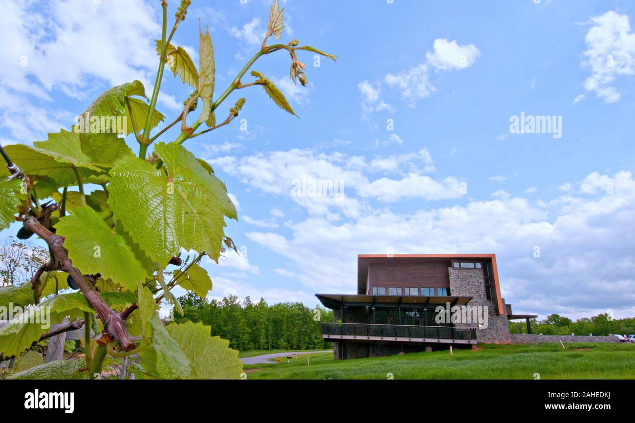 Cooper Vineyards à Louisa, VA est la première cave de la côte est et la deuxième dans le pays à avoir reçu le quatrième et plus haut, platine par le Leadership in Energy and Environmental Design (LEED). La salle de dégustation et de construire recueille l'eau de pluie du toit ; utilise les robinets d'eau à faible débit pour réduire l'utilisation de 40 % ; utilise une structure de panneaux isolants pour la toiture et les murs, se réchauffe et se refroidit l'ensemble du bâtiment à l'aide d'un système géothermique qui comprend des tuyaux qui sont intégrés dans le stationnement ; éclairage LED basse tension avec lumière du jour et de détecteurs de fournir la lumière suffisante Banque D'Images